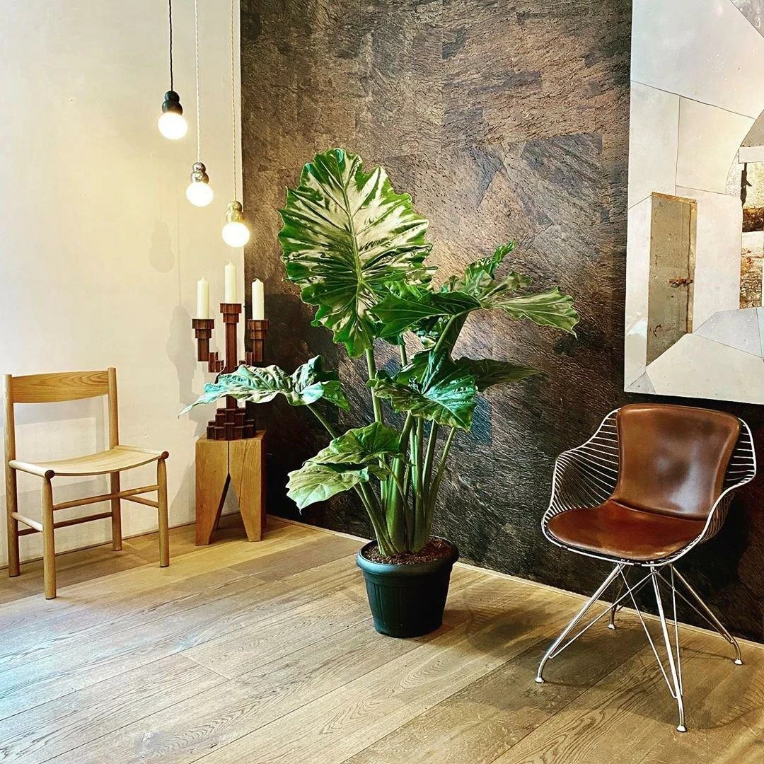 Promo ๐ Vakkerlight Pendant Lights Ball Light Pendant Series ๐ฅฐ 62 Vakkerlight Pendant Lights Ball Light Pendant Series