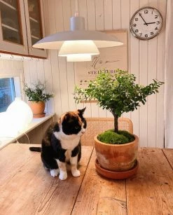 Vakkerlight Three-layer Pendant Light