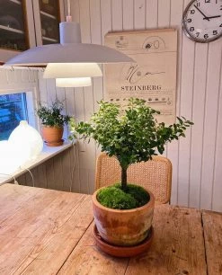 Vakkerlight Three-layer Pendant Light