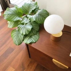 Vakkerlight Tip Of The Tongue Table Lamp